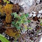 Medicago littoralis Blad