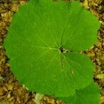 Petasites paradoxus Blad