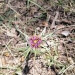 Tragopogon angustifolius 花