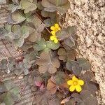 Oxalis corniculata Plante entière