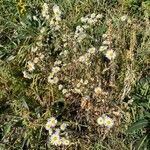 Erigeron annuus Hábito