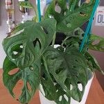 Monstera adansonii Liść