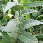 Verbascum blattaria Folha