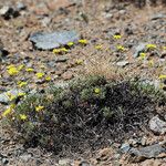 Eriogonum congdonii