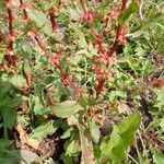 Rumex conglomeratus花