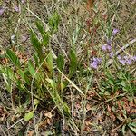 Limonium auriculiursifolium Други