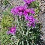 Centaurea unifloraÕis