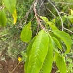 Prunus pensylvanica Leaf