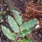 Xylopia pulcherrima Hoja
