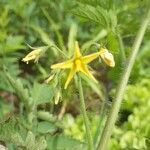 Solanum pimpinellifolium 花