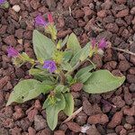 Echium bonnetii Sonstige