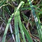 Carex parviflora Hoja