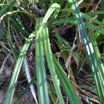 Carex parviflora Leaf