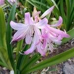 Crinum × powellii Flower