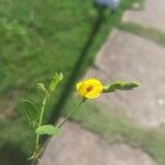 Zornia latifolia Flor