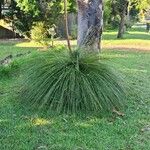 Xanthorrhoea australisLeaf