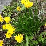 Narcissus cyclamineus Yeri