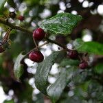 Rhamnus prinoides Fruit