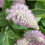 Ptilotus extenuatus Flor
