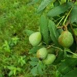 Sorbus domestica Fruto