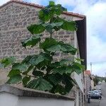 Paulownia tomentosa Habit