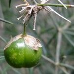 Asparagus plocamoides Mosusu