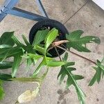 Philodendron pedatum Blad