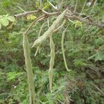 Vachellia tortuosa Vili