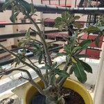 Adenium obesum Hoja