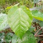 Alchornea cordifolia Leaf