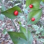 Ruscus aculeatus Gyümölcs