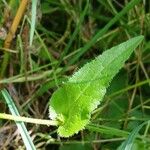 Campanula glomerata Leaf