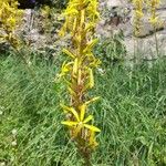 Asphodeline luteaKukka