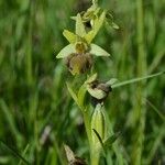 Ophrys aranifera 其他