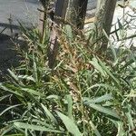 Sorghum arundinaceum Blatt