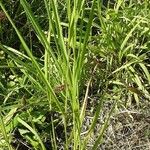 Eragrostis spectabilis Staniste