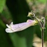 Penstemon hirsutus Floare