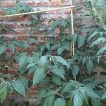 Capsicum pubescens Hoja