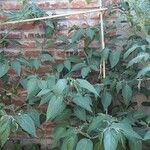 Capsicum pubescens Leaf