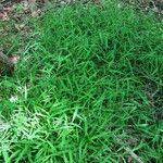 Leersia virginica Habit