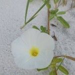 Ipomoea imperati Flower