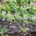 Commicarpus plumbagineus Blüte