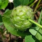 Trifolium fragiferum Fruit