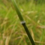 Nassella neesiana 其他