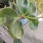 Peperomia magnoliifolia Liść