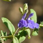 Salvia chamaedryoides Hoja