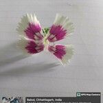Dianthus chinensis Kvet