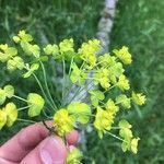 Euphorbia cyparissias Kvet