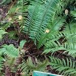 Polystichum munitum Foglia