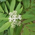 Sambucus ebulusKvět